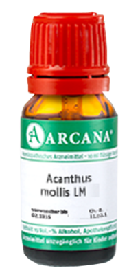 ACANTHUS mollis LM 26 Dilution