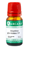 AILANTHUS GLANDULOSA LM 75 Dilution