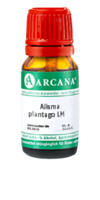 ALISMA plantago LM 9 Dilution