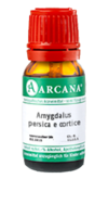 AMYGDALUS persica e cortice LM 6 Dilution