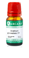 ANETHUM graveolens LM 8 Dilution